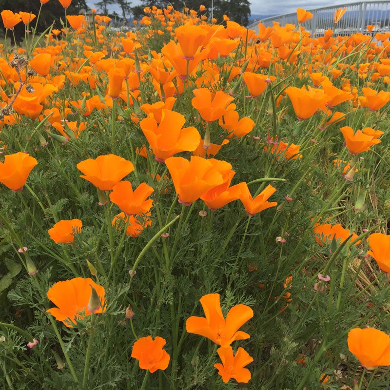 Eschscholzia californica Seeds,  California Poppy Seeds