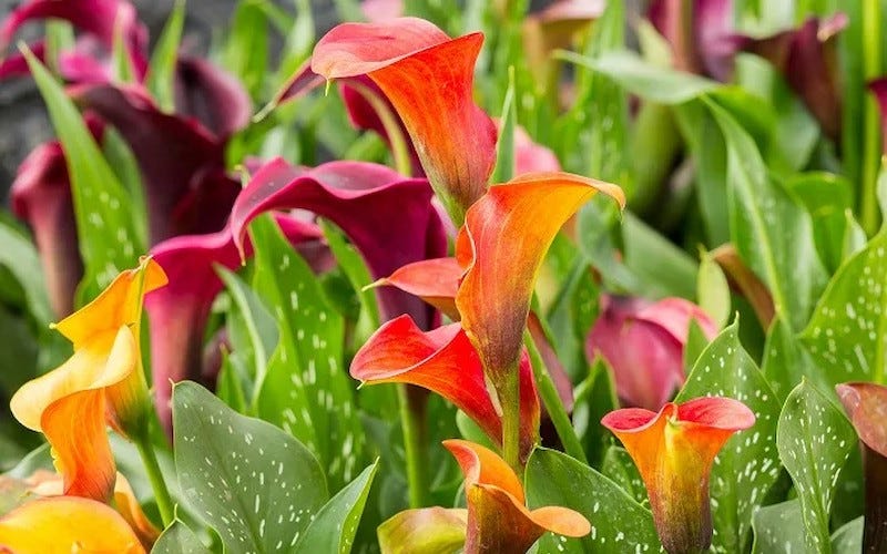 Red and Orange Callas