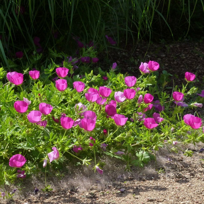 Purple Poppy Mallow (Callirhoe involucrata)