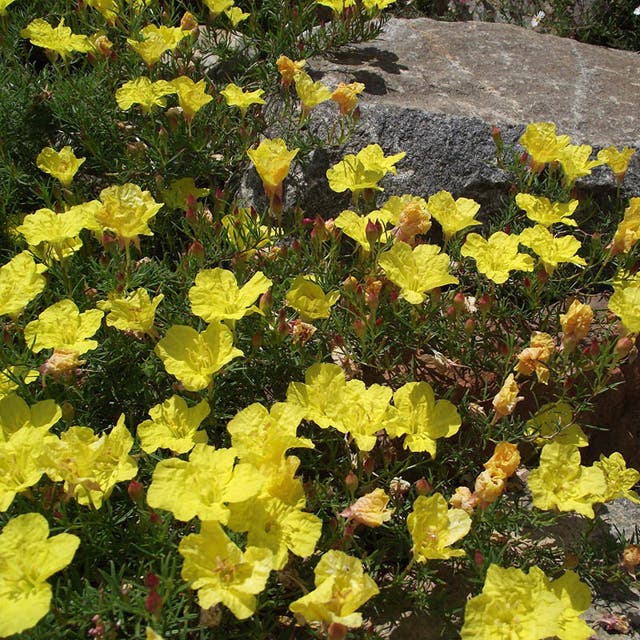 Sundrops (Calylophus)