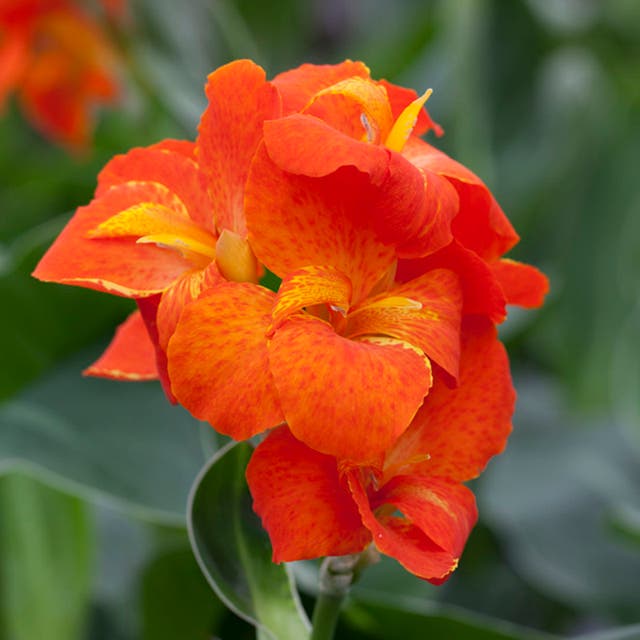 CannaSol™ Happy Cleo® Canna Lily