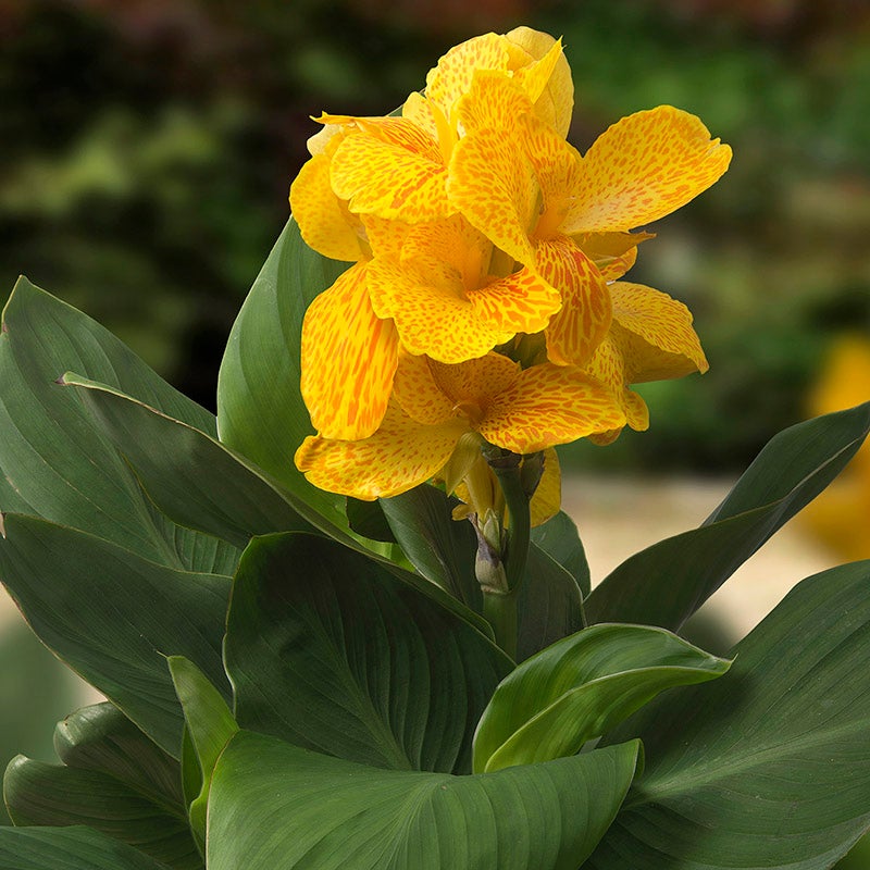 Cannasol™ Happy Emily® Canna Lily
