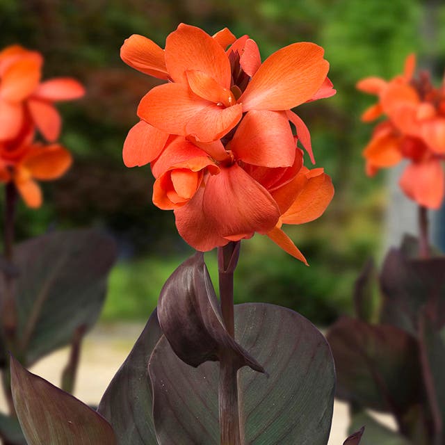 CannaSol™ Happy Wilma® Canna Lily