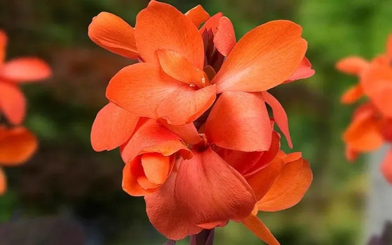 Canna Lily