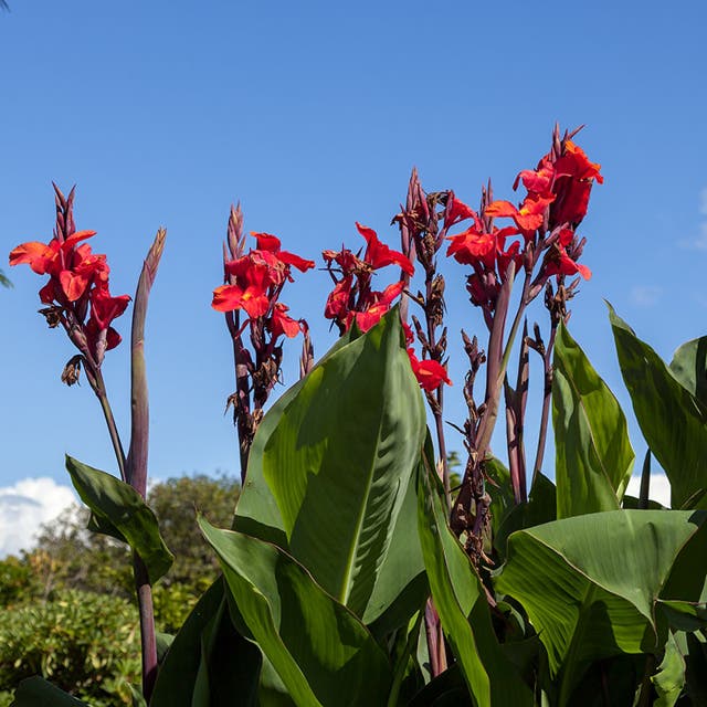 Red Dazzler Canna Lily