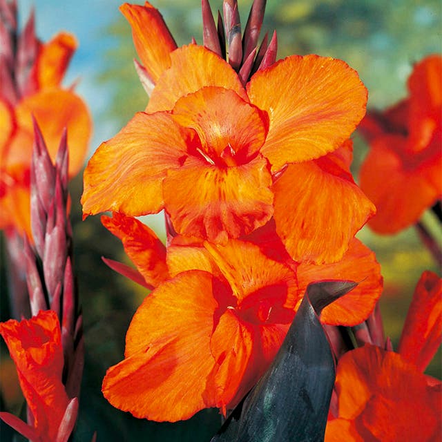 Wyoming Canna Lily