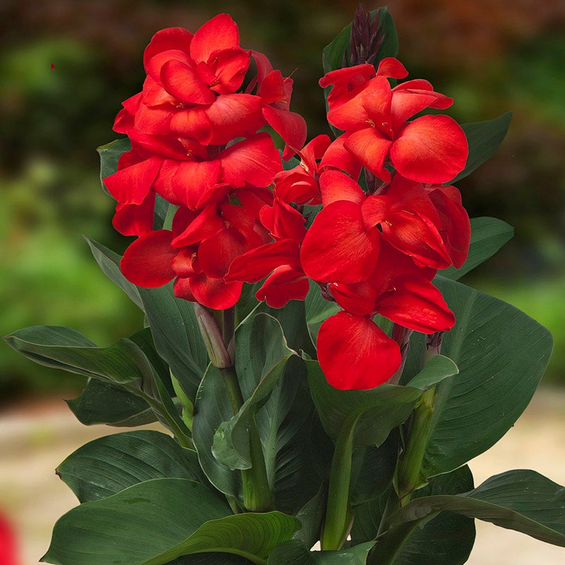 Cannasol™ Happy Carmen® Canna Lily 
