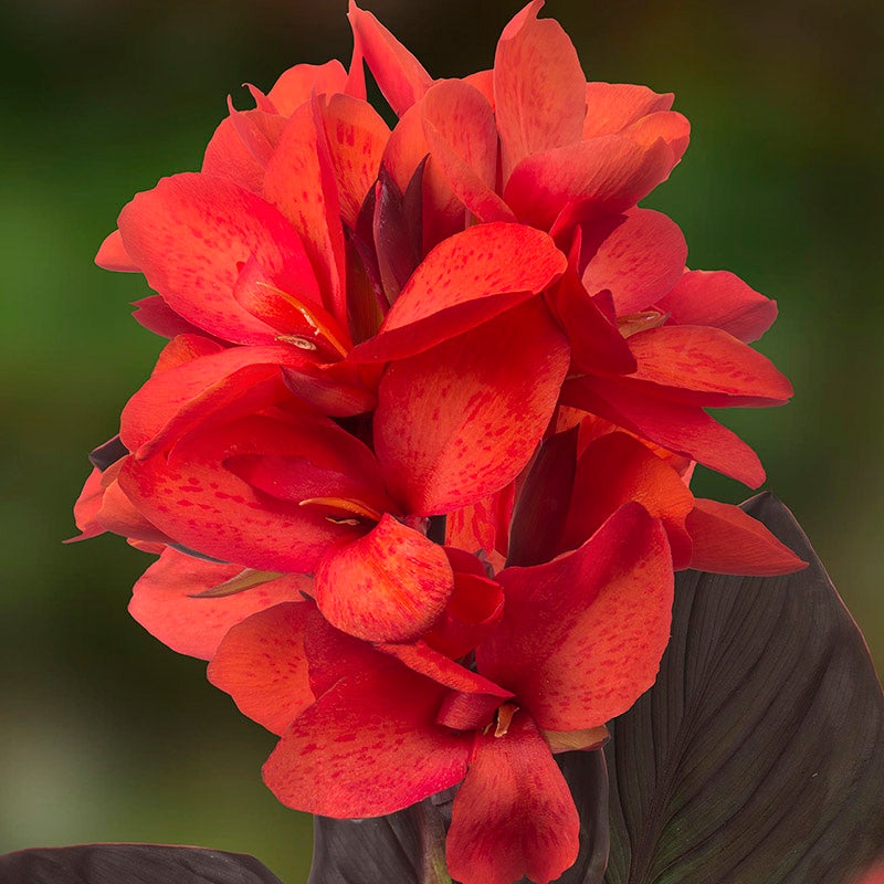 Cannasol™ Happy Julia® Canna Lily
