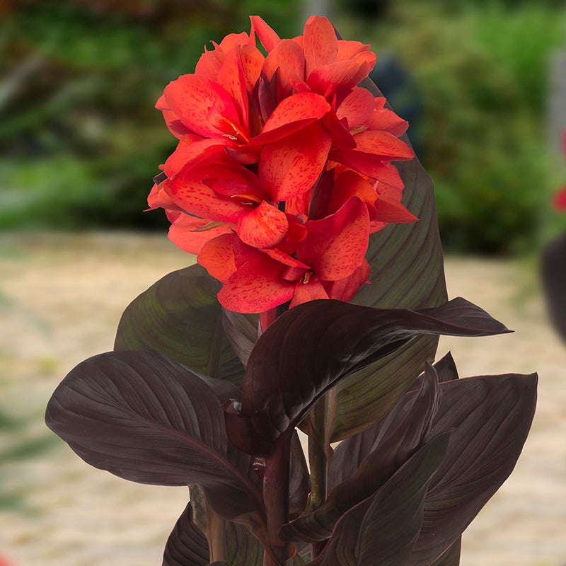 Cannasol™ Happy Julia® Canna Lily
