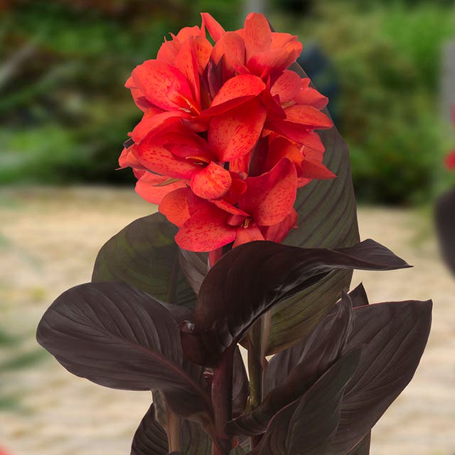 CannaSol™ Happy Julia® Canna Lily