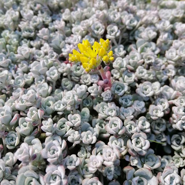 Cape Blanco Sedum