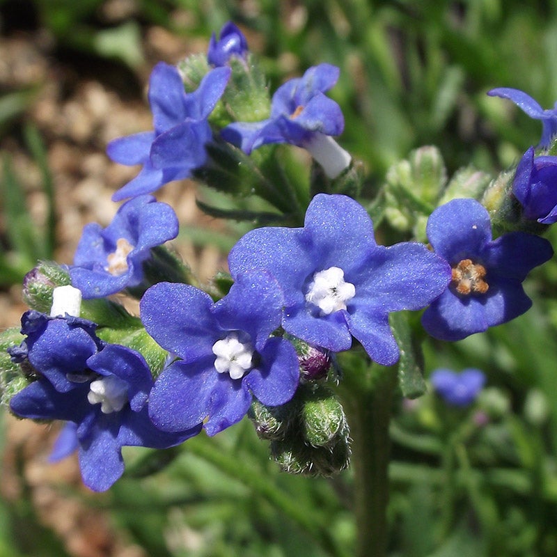 Cape Forget-Me-Not Anchusa capensis 'Cape Forget-Me-Not')
