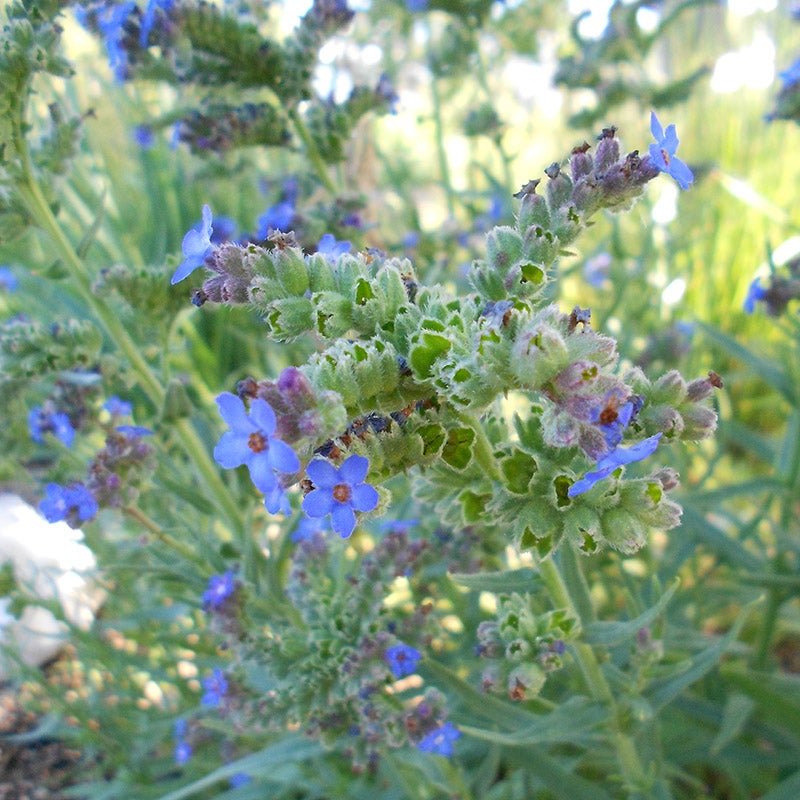 Cape Forget-Me-Not Anchusa capensis 'Cape Forget-Me-Not')
