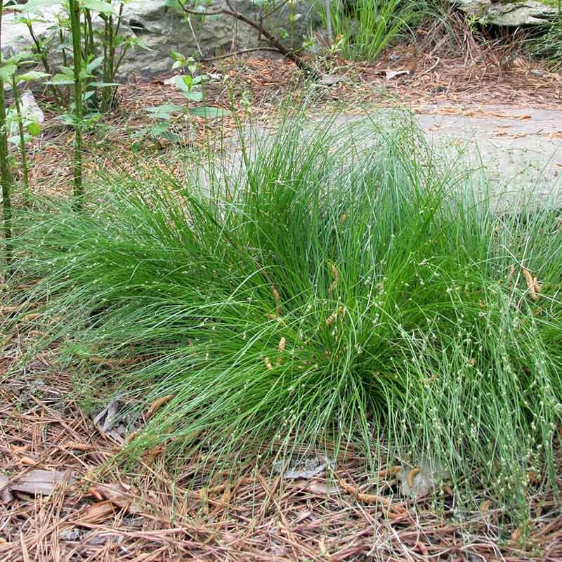 Appalachian Sedge Grass (Carex appalachica). Photo Courtesy Of Hoffman Nursery.