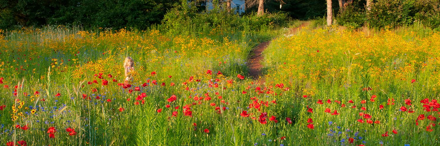 A field of wildflowers with poppies, gloriosa daisies, and bachelor's buttons