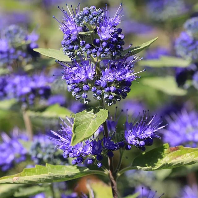 First Choice Caryopteris