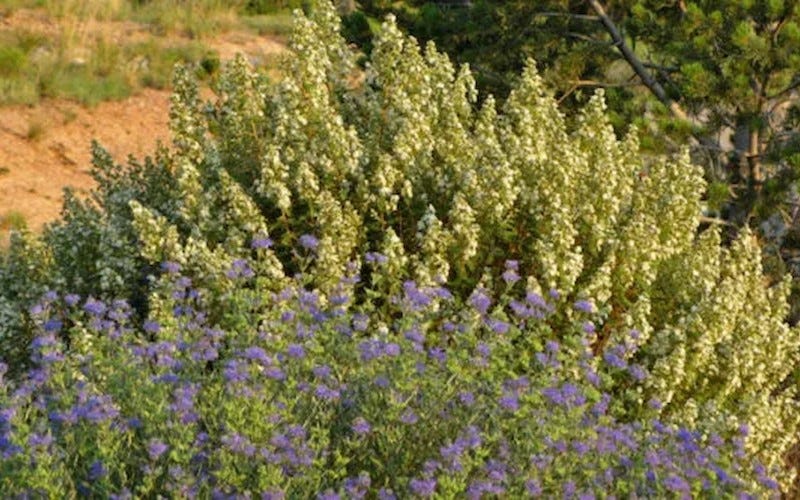  Fernbush (Chamaebatiaria millefolium