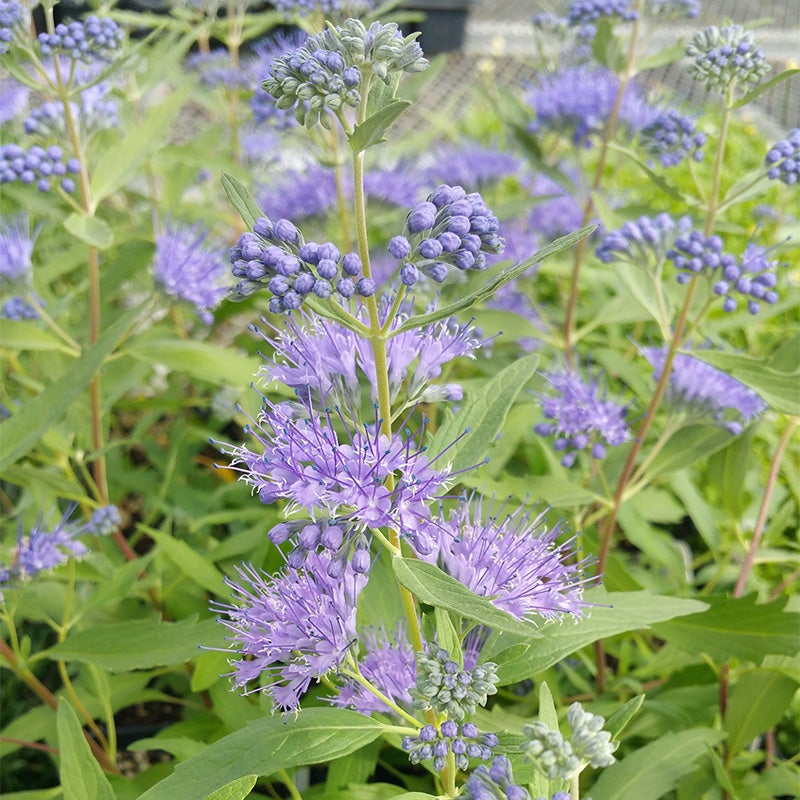 Dark Knight Caryopteris (Caryopteris x clandonensis 'Dark Knight)