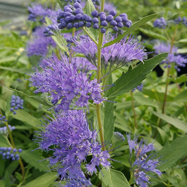 Dark Knight Caryopteris