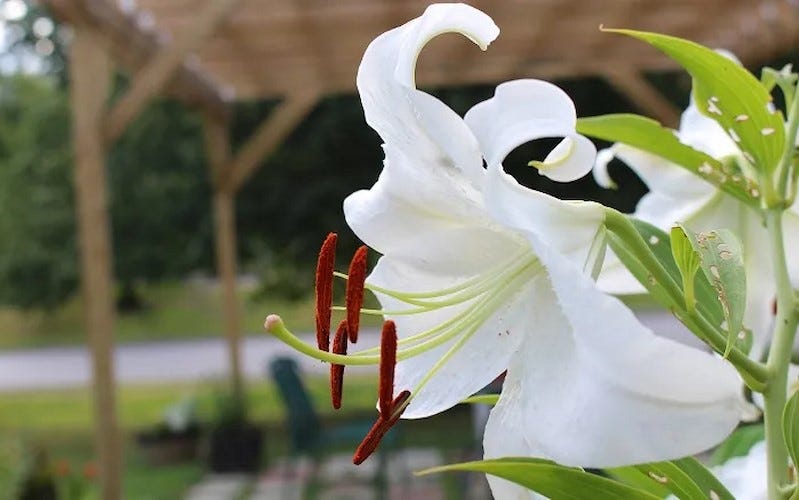 White Casa Blanca Oriental Lily