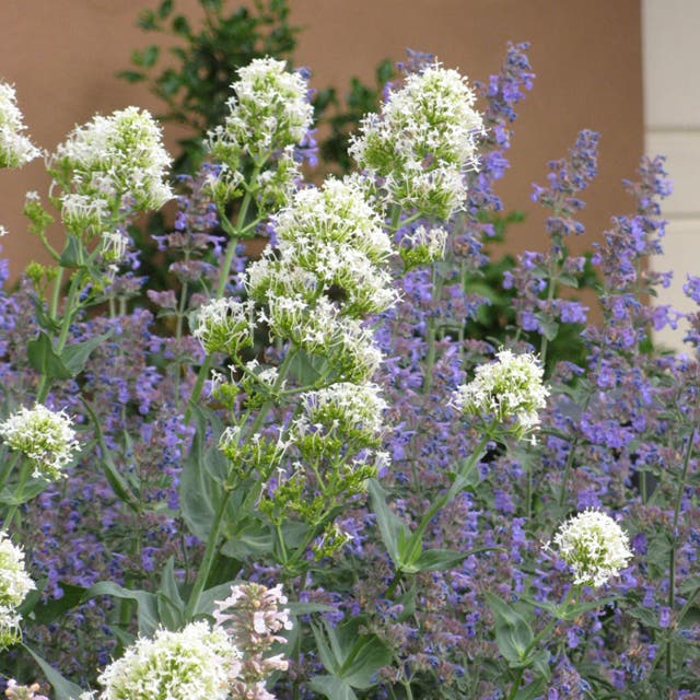 White Valerian (Centranthus)