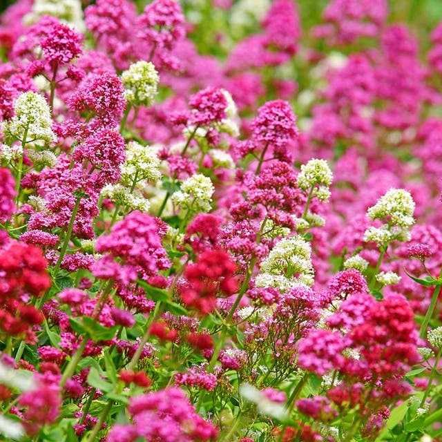 Rosy Trio Valerian Collection (Centranthus)