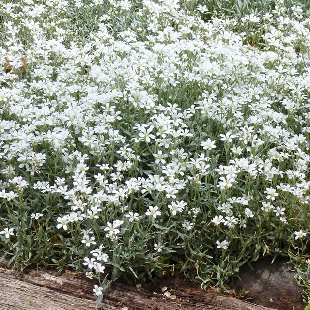 Snow-in-Summer (Cerastium)