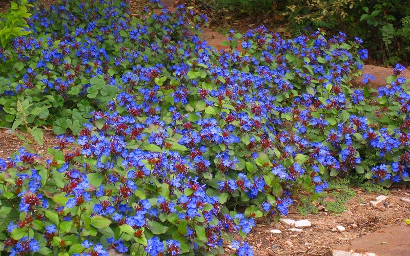 Hardy Plumbago 