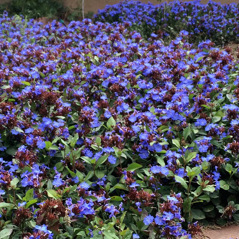 Hardy Plumbago (Ceratostigma plumbaginoides)