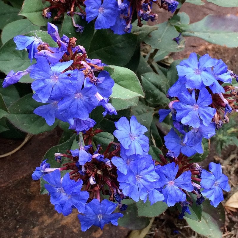 Hardy Plumbago (Ceratostigma plumbaginoides) 