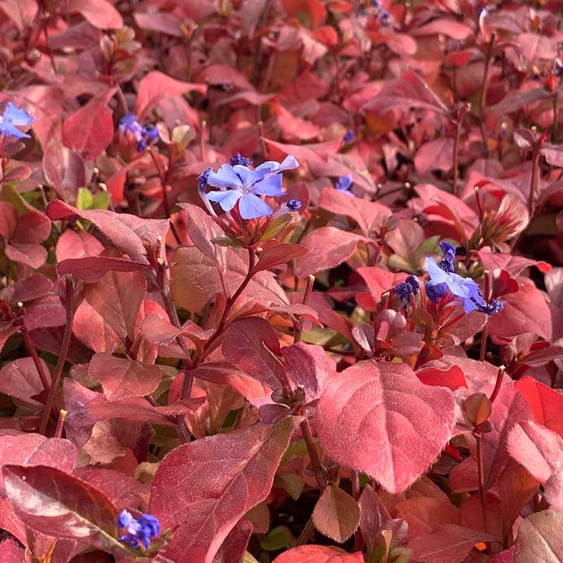 Hardy Plumbago (Ceratostigma plumbaginoides) in fall