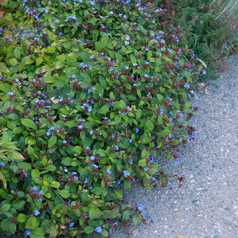 Hardy Plumbago (Ceratostigma plumbaginoides)