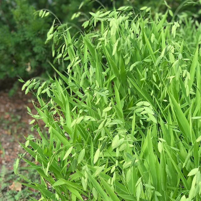 Little Tickler Northern Sea Oats