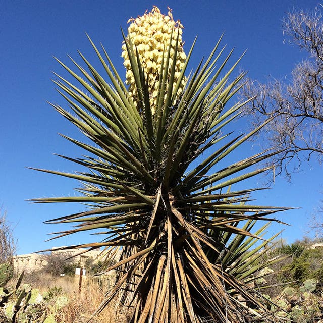 Chaves Yucca