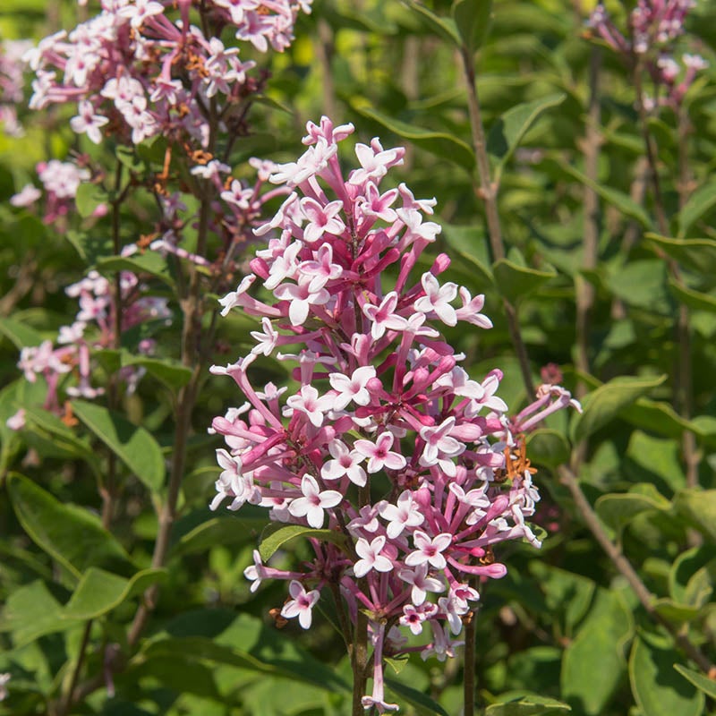 Cheyenne Littleleaf Lilac (Syringa microphylla 'Cheyenne')
