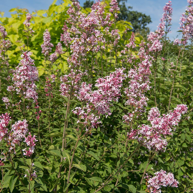 Cheyenne Littleleaf Lilac (Syringa microphylla 'Cheyenne')