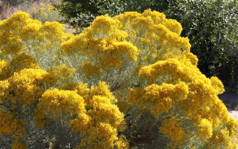 Bright yellow Chrysothamnus shrub (Rabbitbrush) in bloom