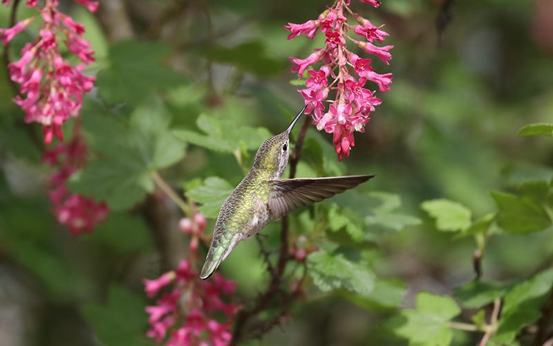 Claremont Flowering Current and Anna's Hummingbird