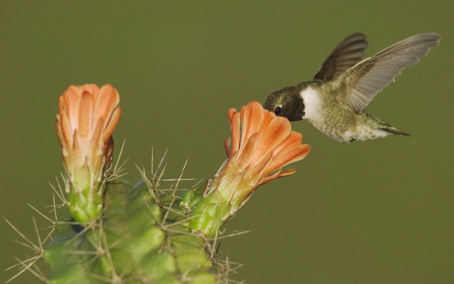 claret-cup-cactus-blackchinned-hummingbird