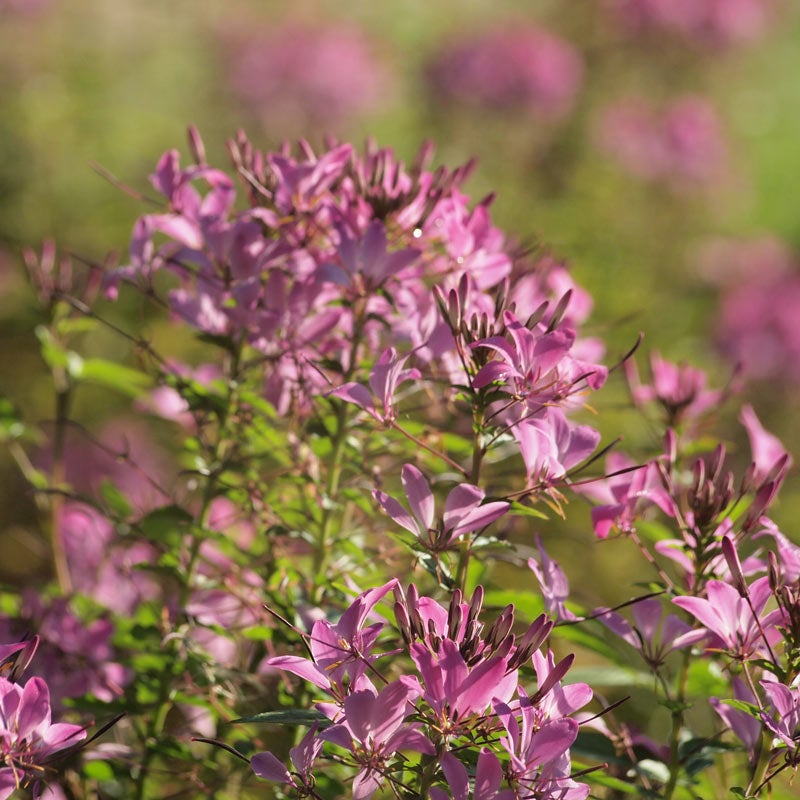 Pink Cleome serrulata Seeds, Cleome serrulata, Rocky Mountain Bee Plant Seeds