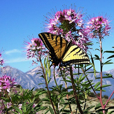 Rocky Mountain Bee Plant Seeds (Cleome)