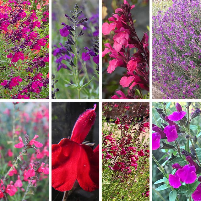 Cold Hardy Rainbow Salvia Collection