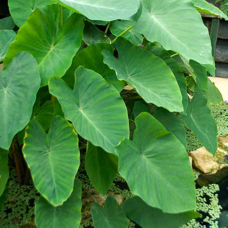 Elephant Ears, Colocasia esculenta