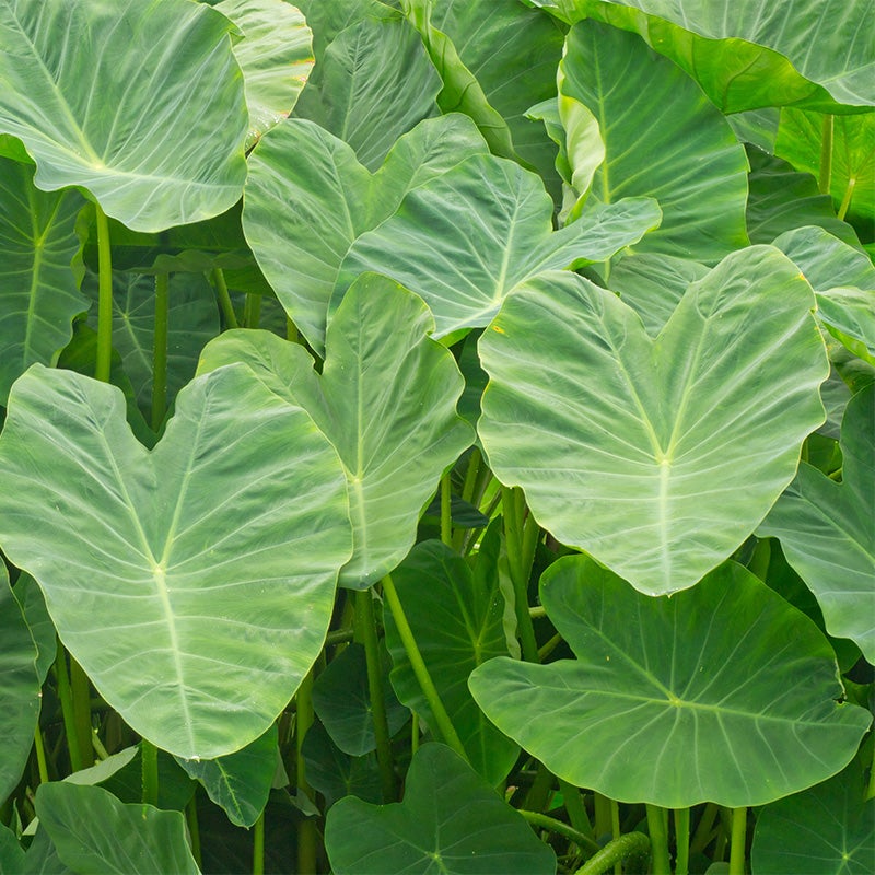 Elephant Ears, Colocasia esculenta