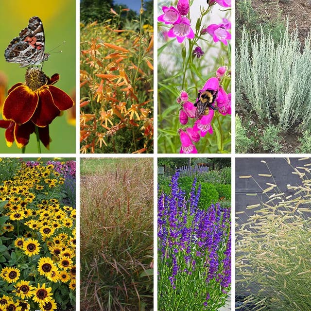 Colorado Perennial Collection