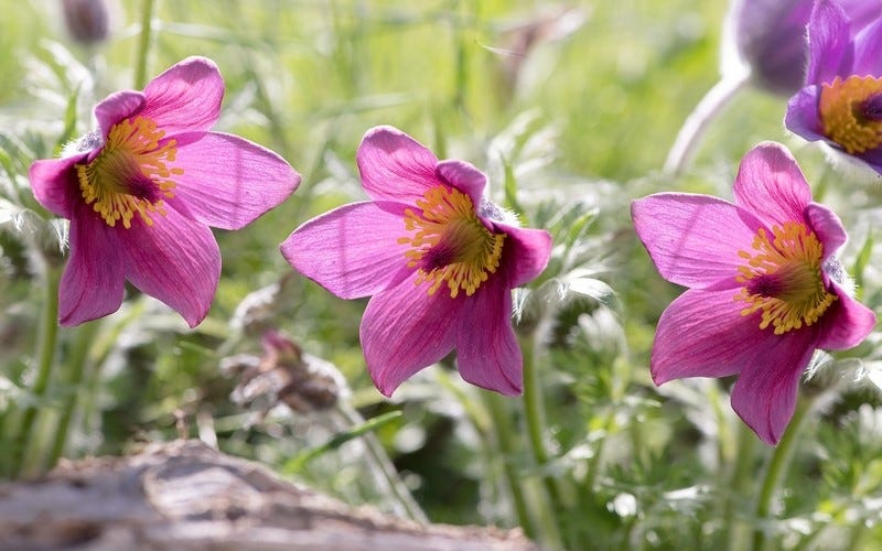 Gardeners enjoy growing Pulsatilla (Pasque Flowers) for their fabulous early spring blooms. Rosen Pasque Flower