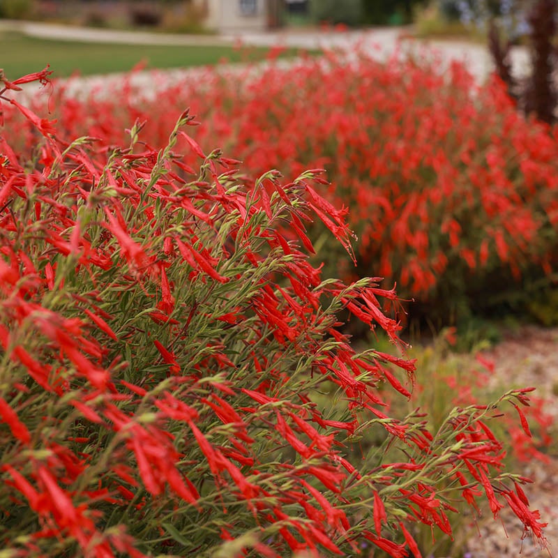 Compact Pineleaf Penstemon (Penstemon pinifolius 'Compactum'). Employee Photo taken in Ft Collins, CO.