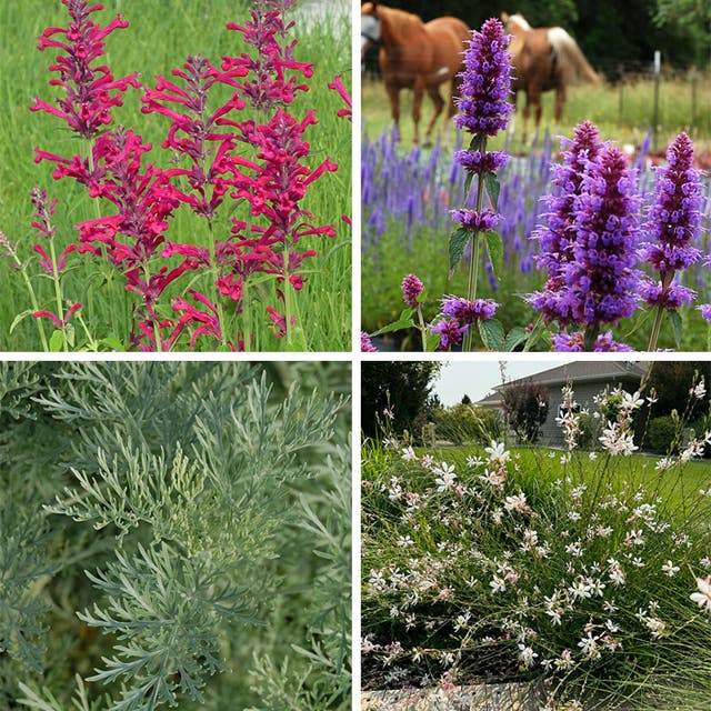 Container Garden For Full Sun