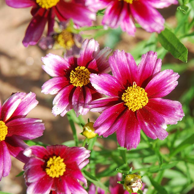 Li'l Bang™ Starstruck Coreopsis