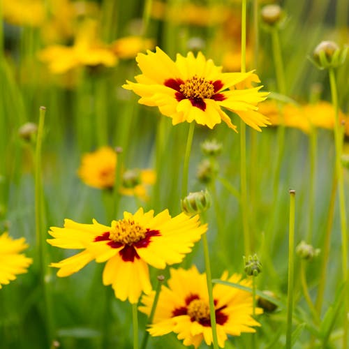 Sterntaler Coreopsis